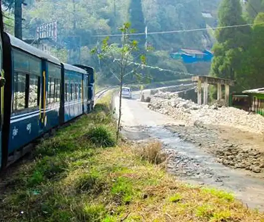 Tea gardens rolling across Darjeeling hills