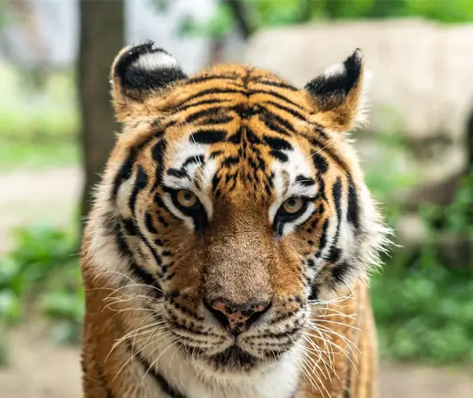 Bengal tiger walking through the grasslands of an Indian national park